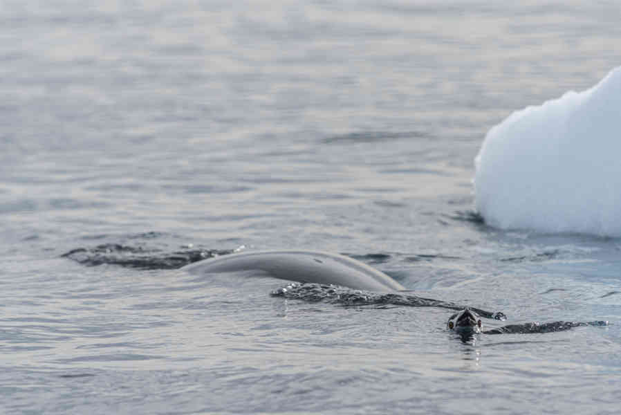 Foca Leopardo y Pingüino Chinstrap - Antártida 02.jpg